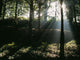 Sun Shining Through The Trees Wall Mural