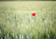 Red Poppy In Wheat Field Wall Mural