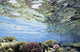 View Of Coral In Shallow Waters Wall Mural