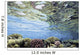 View Of Coral In Shallow Waters Wall Mural