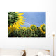 Sunflowers And Rainbow Wall Mural