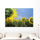 Sunflowers And Rainbow Wall Mural