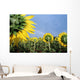 Sunflowers And Rainbow Wall Mural