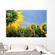 Sunflowers And Rainbow Wall Mural