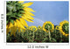 Sunflowers And Rainbow Wall Mural