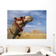 Camel In Front Of Great Pyramids Of Giza Wall Mural