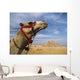 Camel In Front Of Great Pyramids Of Giza Wall Mural