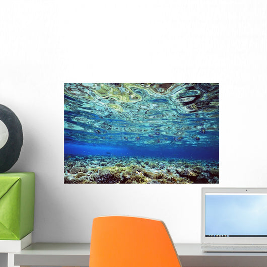 Fish And Coral Underwater Reflected In Water, Red Sea Wall Mural