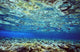 Fish And Coral Underwater Reflected In Water, Red Sea Wall Mural