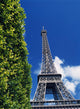 The Eiffel Tower And Shrub Wall Mural