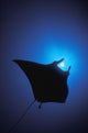 Silhouette Of Sting Ray And Shaft Of Light In Blue Water Wall Mural