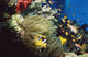Red Sea Anemone Fish In Anemone Wall Mural