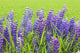Purple Lupines Wall Mural