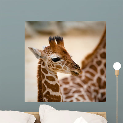 Baby Giraffe shown on a wall