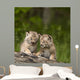 Two Canada Lynx Kittens Playing On A Log Wall Mural