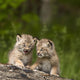 Two Canada Lynx Kittens Playing On A Log Wall Mural