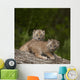 Two Canada Lynx Kittens Playing On A Log Wall Mural