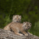 Two Canada Lynx Kittens Playing On A Log Wall Mural