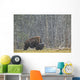 A Buffalo In Lamar Valley In Yellowstone National Park Wall Mural