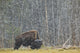 A Buffalo In Lamar Valley In Yellowstone National Park Wall Mural