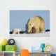 Mother Polar Bear Playing With Her Cub In Wapusk National Park Wall Mural