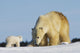 Mother Polar Bear Playing With Her Cub In Wapusk National Park Wall Mural