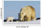 Mother Polar Bear Playing With Her Cub In Wapusk National Park Wall Mural
