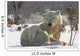 Mother Polar Bear Playing With Her Cub Wall Mural
