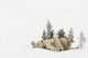 Polar Bear Mother And Her Cubs Playing Wall Mural