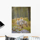 Two Coyotes Wall Mural