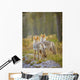 Two Coyotes Wall Mural