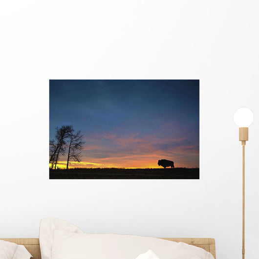 Buffalo At Sunset In Elk Island National Park Wall Mural