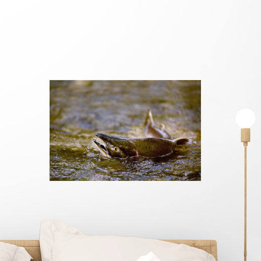 Pink Salmon Struggling To Return Wall Mural