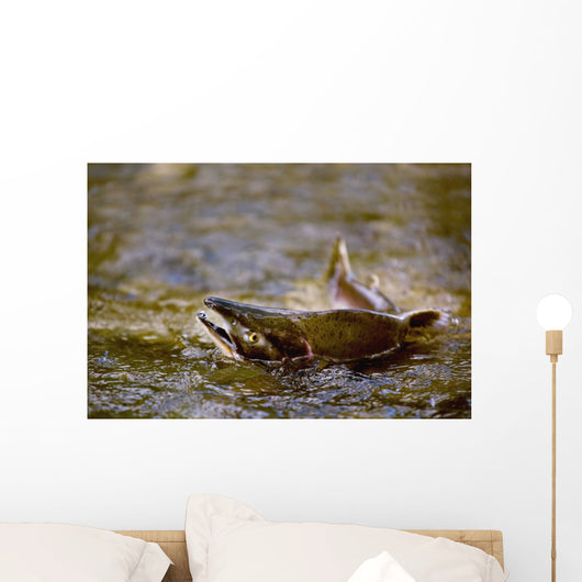 Pink Salmon Struggling To Return Wall Mural