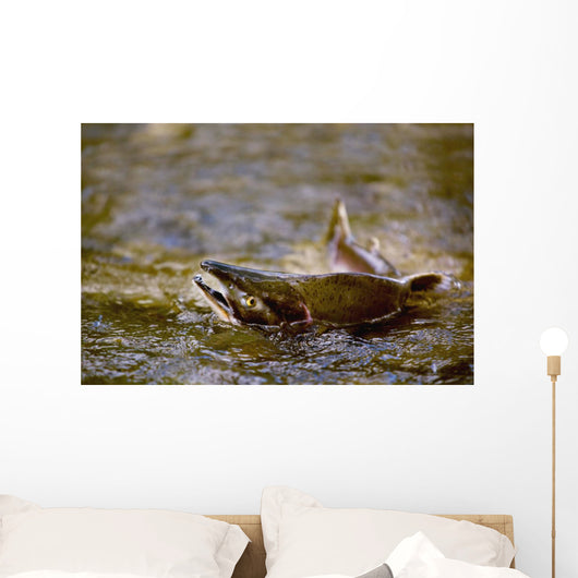 Pink Salmon Struggling To Return Wall Mural
