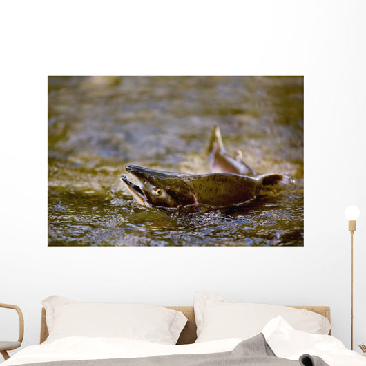 Pink Salmon Struggling To Return Wall Mural