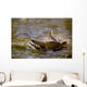 Pink Salmon Struggling To Return Wall Mural