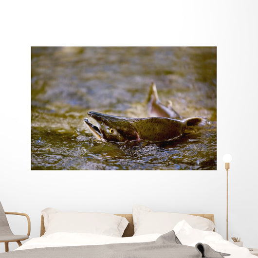 Pink Salmon Struggling To Return Wall Mural