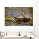 Pink Salmon Struggling To Return Wall Mural