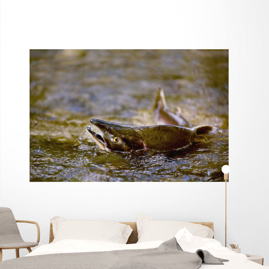 Pink Salmon Struggling To Return Wall Mural