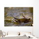 Pink Salmon Struggling To Return Wall Mural