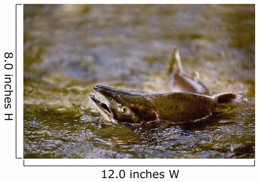 Pink Salmon Struggling To Return Wall Mural