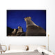 Hoodoos And Star Trails In The Sky Wall Mural