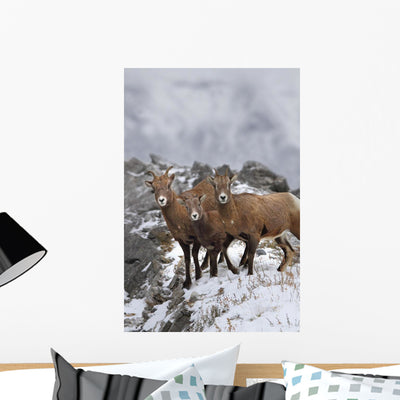 Mountain Sheep Family Wall Mural shown on a wall