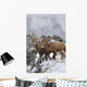 Mountain Sheep Family Wall Mural