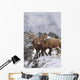 Mountain Sheep Family Wall Mural