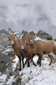 Mountain Sheep Family Wall Mural