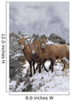 Mountain Sheep Family Wall Mural