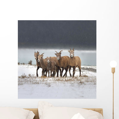 Mountain Sheep Family Wall Mural shown on a wall