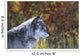 Wolf Wall Mural